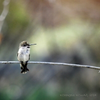 Hummingbird on Guard