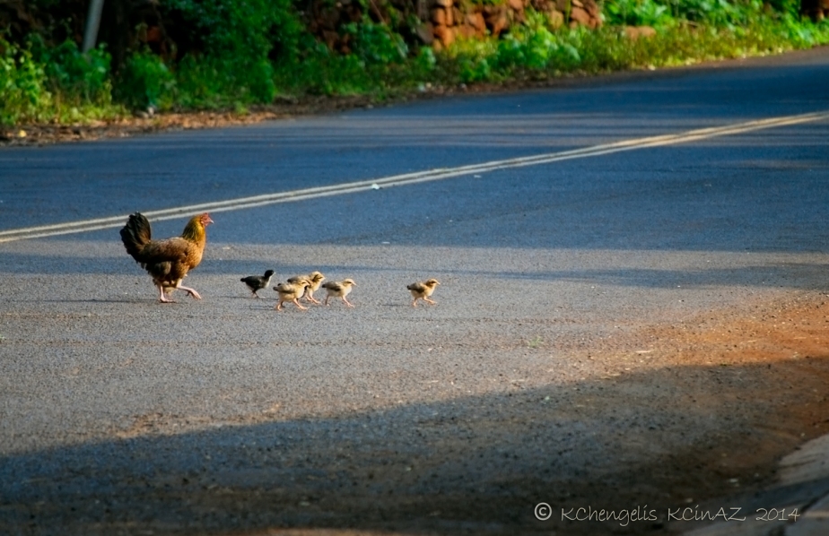 Chick Family Crossing Zone