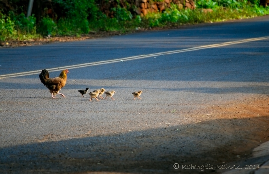 Momma chick with babies between her and the other side of the street. 
