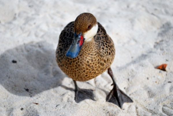 Beach Duck