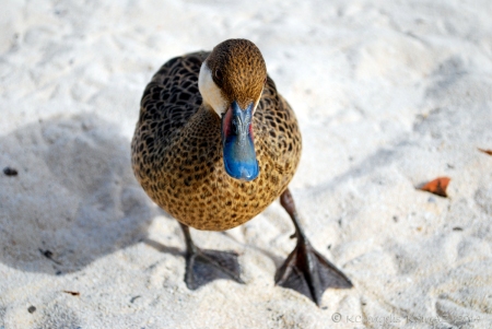 Beach Duck