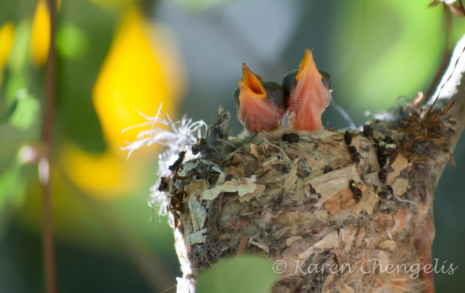Newborn Hummingbirds Crying out for a Meal