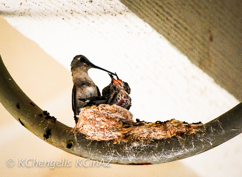 Mamma Hummingbird Feeding Her Young