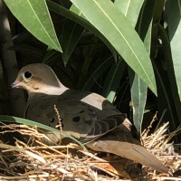 Mom's Guarding the Nest